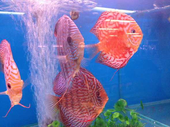 BC Aquarium Sydney Discus 